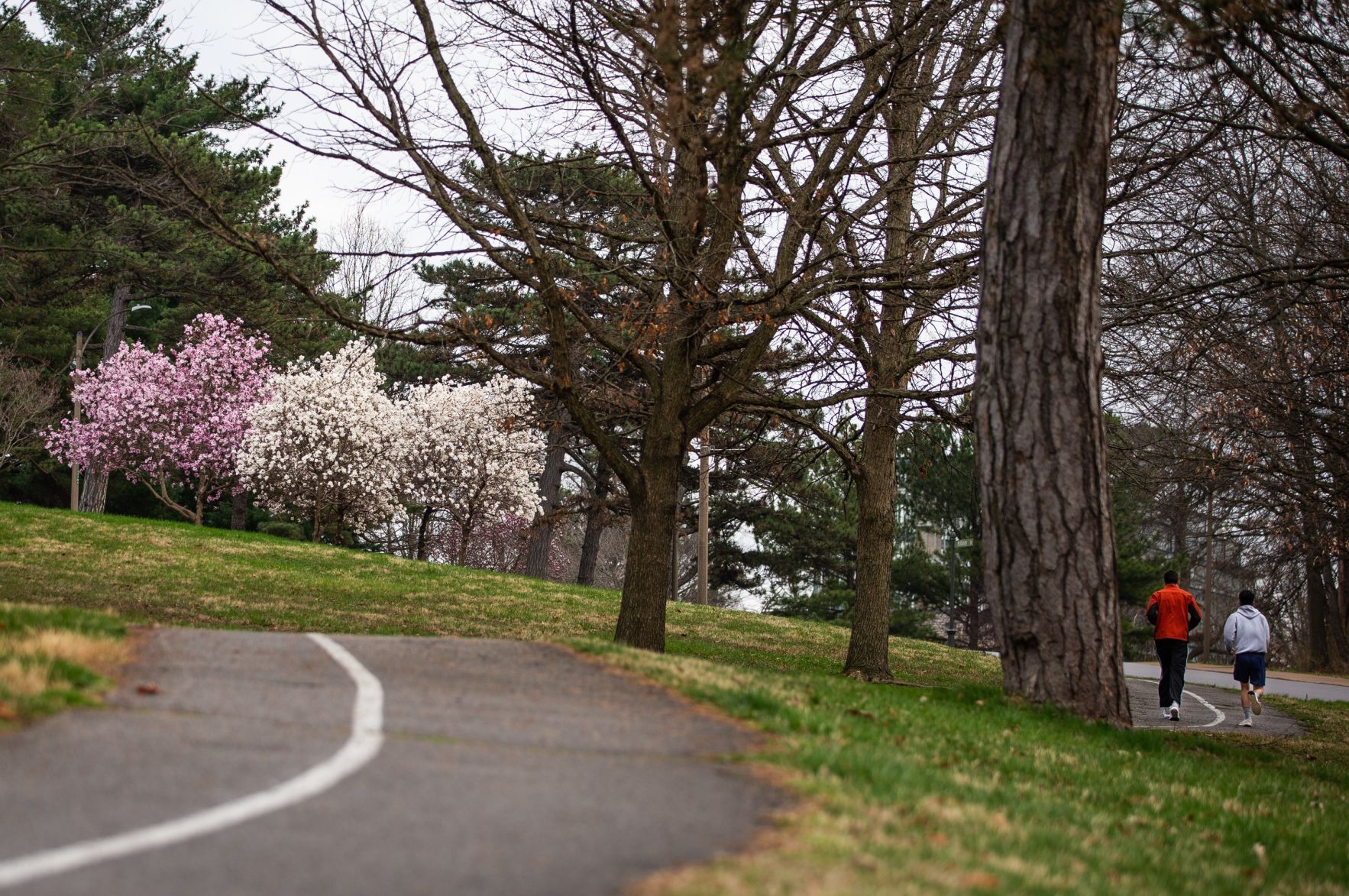 Spring blooms in St. Louis